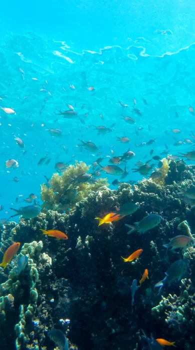 sea life, diving snorkelling undersea walk, mauritius