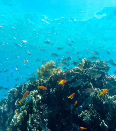sea life, diving snorkelling undersea walk, mauritius