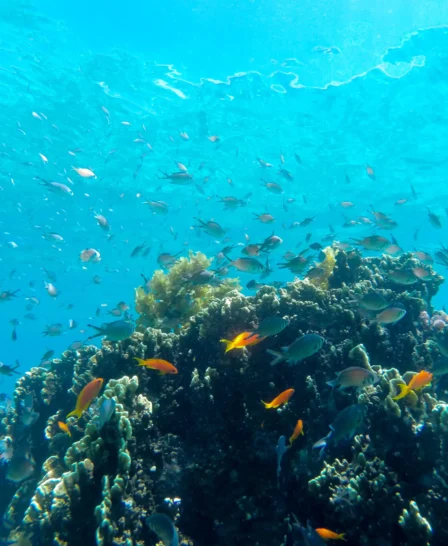 sea life, diving snorkelling undersea walk, mauritius