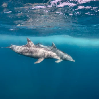 swimming with dolphins experience, mauritius safaris