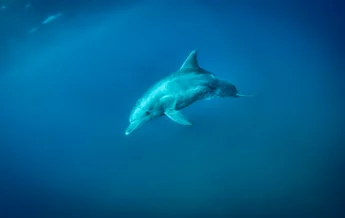 dolphin, swimming with wildlife, areas and experiences in mauritius