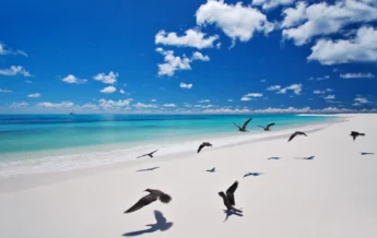 West Beach.ii Bird Island