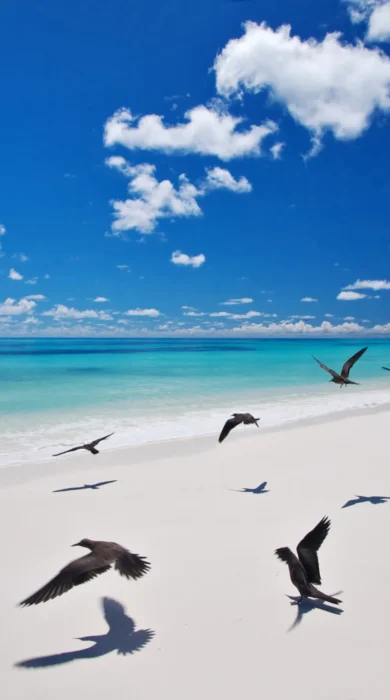 West Beach.ii Bird Island