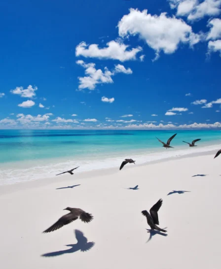 West Beach.ii Bird Island