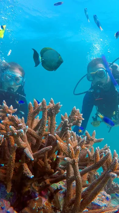 diving merged