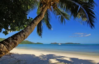 palm tree, praslin island, seychelles, africa safaris