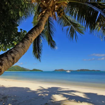 palm tree, praslin island, seychelles, africa safaris