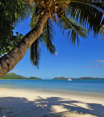 palm tree, praslin island, seychelles, africa safaris