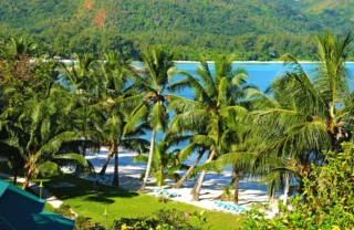 Palm trees with an obscured view of the ocean behind, Praslin Island, Seychelles - Yellow Zebra Safaris