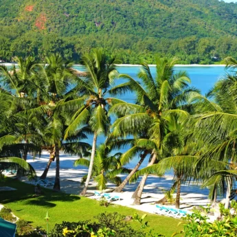 Palm trees with an obscured view of the ocean behind, Praslin Island, Seychelles - Yellow Zebra Safaris