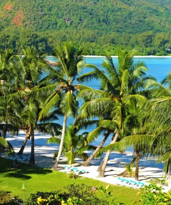 Palm trees with an obscured view of the ocean behind, Praslin Island, Seychelles - Yellow Zebra Safaris