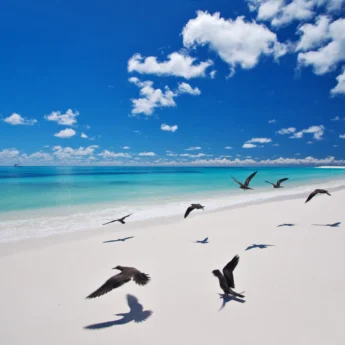birds, beach wildlife, unspoiled nature, seychelles safaris