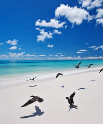 birds, beach wildlife, unspoiled nature, seychelles safaris