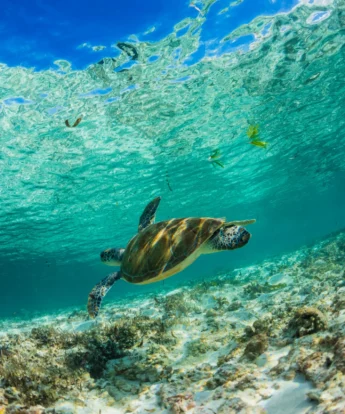 turtle in the indian ocean, unspoiled nature, seychelles safaris