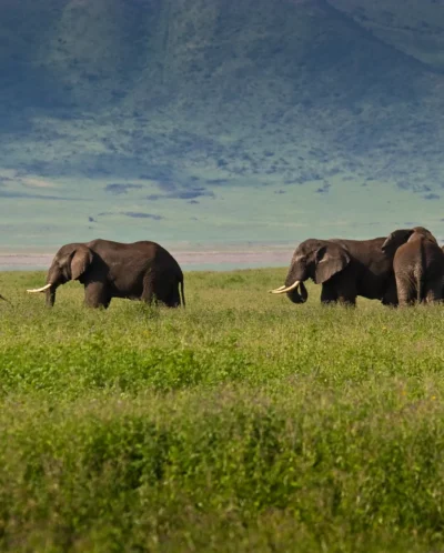 Elephants, Tanzania's wildlife migration safari
