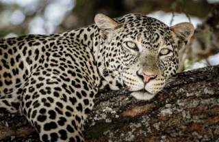 Leopard, Tarangire National Park, Tanzania safari
