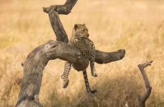 Leopard, Lemala Mara, Serengeti, Tanzania safari