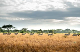 Zebra, wildlife, Grumeti Reserve Serengeti, Tanzania safari