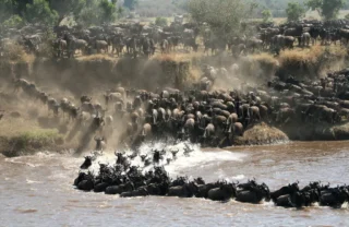 Wildebeest Great Migration, Serengeti Tanzania