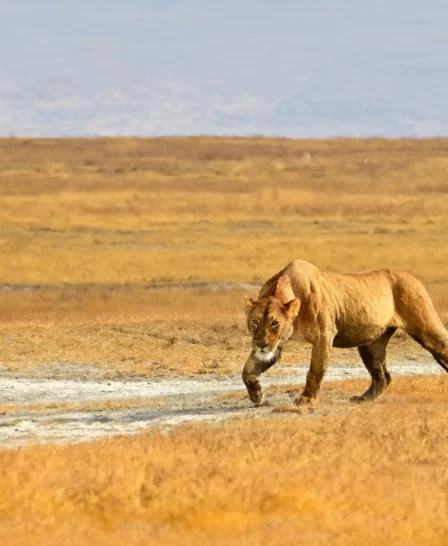 Lion, wildlife, Ngorongoro Crater, Tanzania