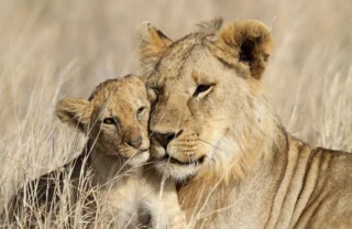 Lions, Maasai Mara, Kenya safari