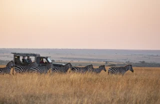 Zebras in a line walk in front of a safari vehicle, Mara, Kenya - Yellow Zebra Safaris