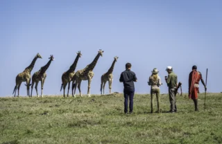 Giraffes, Governors Il Moran, Walking Safari, Kenya