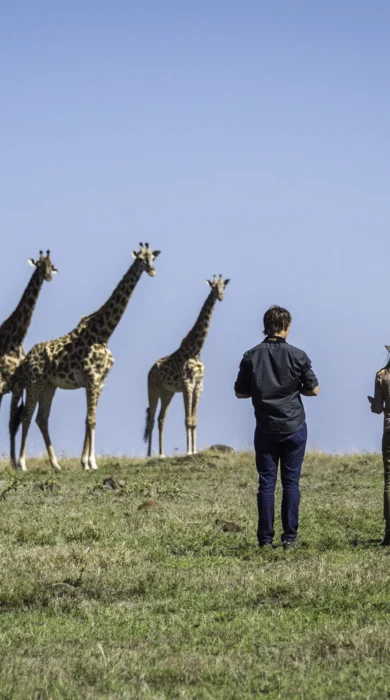 Giraffes, Governors Il Moran, Walking Safari, Kenya