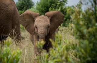 Elephant wildlife, Governors Mugie House, Kenya