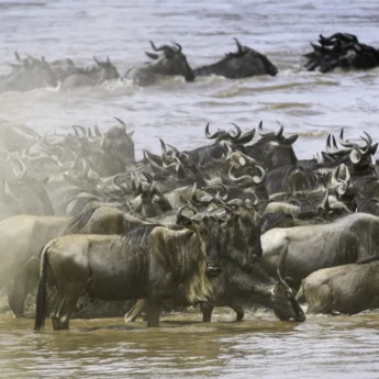 Tightly packed wildebeest submerged in the river, Masai Mara, Kenya - Yellow Zebra Safari