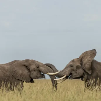 Elephant wildlife, Angama Mara, Kenya
