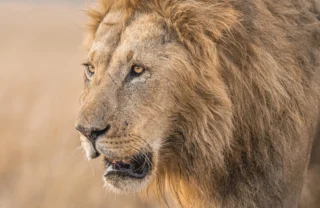 Lion, Governors Camp, Maasai Mara, Kenya