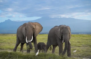 Wildlife elephants, Tortilis Camp Amboseli, Kenya safari