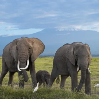 Wildlife elephants, Tortilis Camp Amboseli, Kenya safari