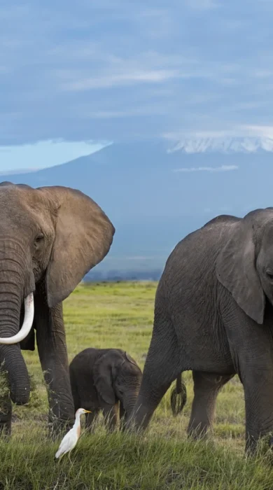 Wildlife elephants, Tortilis Camp Amboseli, Kenya safari