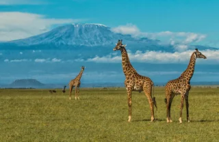 Giraffes, wildilfe, Ol Donyo, Kenya luxury safari