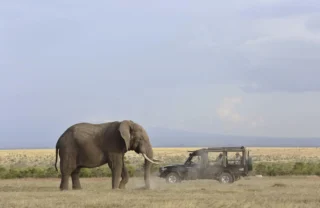 Elephant, game drive, Kicheche Laikipia, Kenya