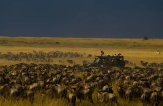 Game drive, wildlife, Kicheche Mara Camp, Kenya