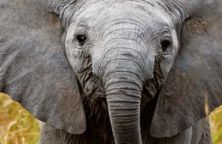 Baby elephant, Elephant Watch Camp, Samburu, Kenya