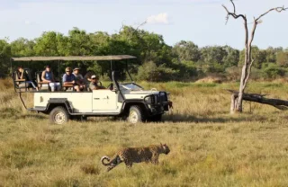 Leopard, wildlife, Sango Safari Camp, Okavango Delta, Botswana