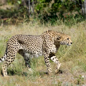 Cheetah, Wilderness Linyanti Tented Camp, Botswana