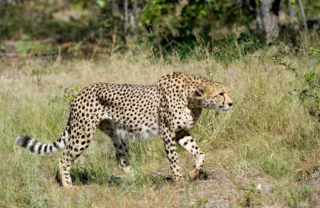 Cheetah, Wilderness Linyanti Tented Camp, Botswana