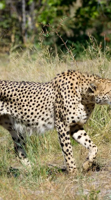 Cheetah, Wilderness Linyanti Tented Camp, Botswana