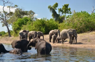Elephant game viewing, Muchenje Safari Camp, Botswana