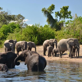 Elephant game viewing, Muchenje Safari Camp, Botswana