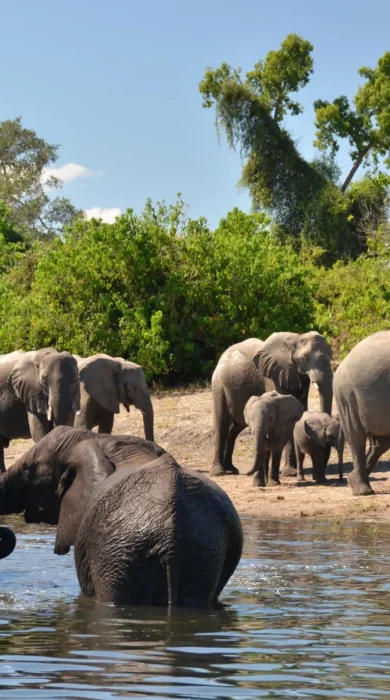 Elephant game viewing, Muchenje Safari Camp, Botswana