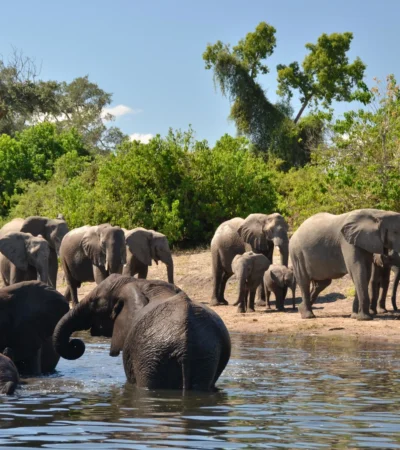 Elephant game viewing, Muchenje Safari Camp, Botswana
