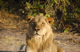 Male lion, Muchenje Safari Camp, Botswana