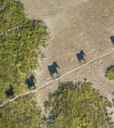 Zebra migration, San Camp, Makgadikgadi Salt Pans, Botswana