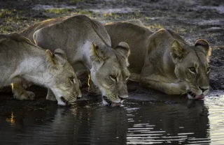 Lion pride, wildlife, Wilderness Qorokwe Camp, Botswana